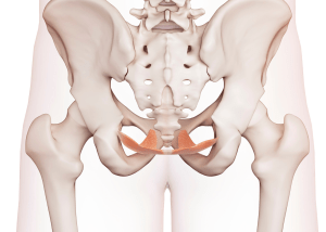 Pelvic floor melbourne 